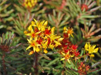 Sedum middendorfianum var. diffusum